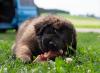 images/T-Wurf/T-Wurf Wo 10/3S8A3216-Bearbeitet.jpg